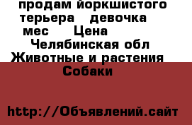 продам йоркшистого терьера , девочка 3,5 мес.  › Цена ­ 10 000 - Челябинская обл. Животные и растения » Собаки   